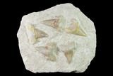Fossil Mackeral Shark (Otodus) Teeth - Composite Plate #137332-1